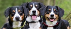 Entlebucher vom Sorenfelde