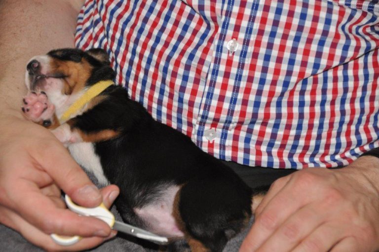 2. Woche C-Wurf | Entlebucher vom Sorenfelde