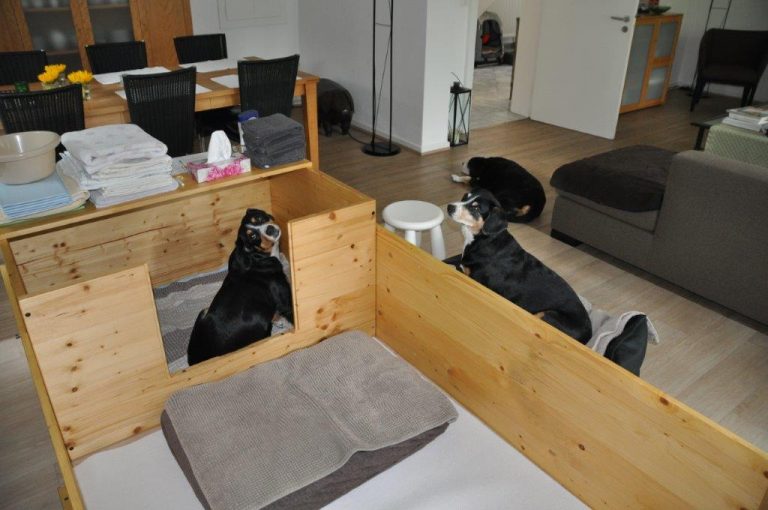 2. Woche C-Wurf | Entlebucher vom Sorenfelde